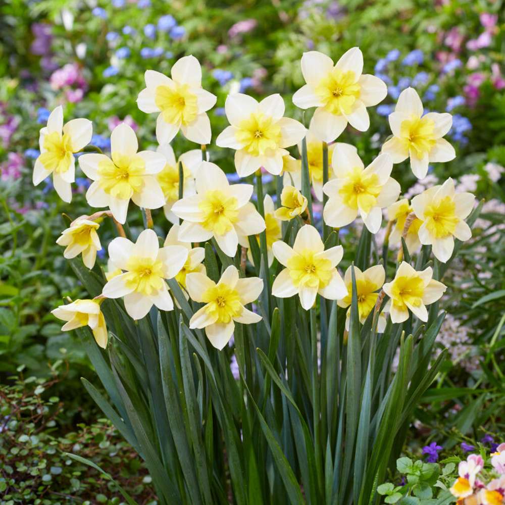Narcissus 'Bella Estrella'